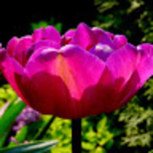 Meet your Posher, Rachael